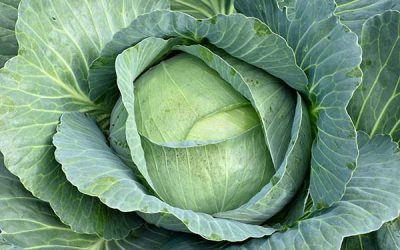Cabbage