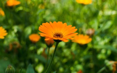 Calendula
