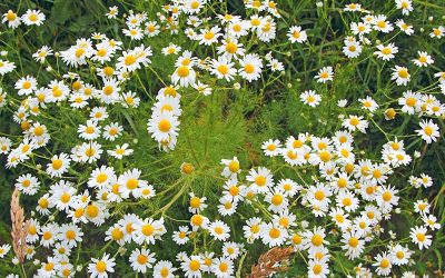 German Chamomile