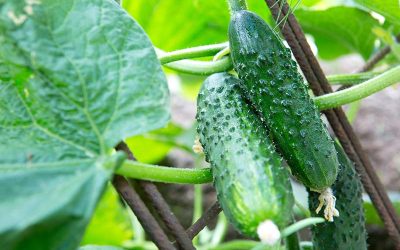 Cucumbers