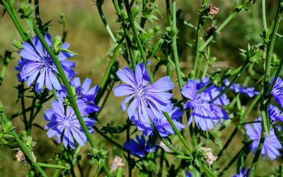 Chicory