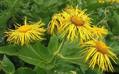 Elecampane