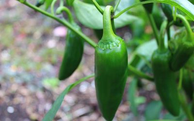 Jalapenos