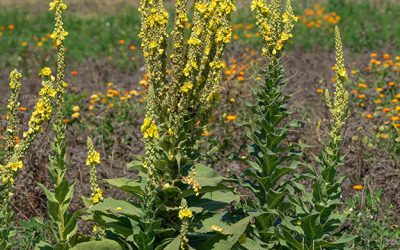 Mullein