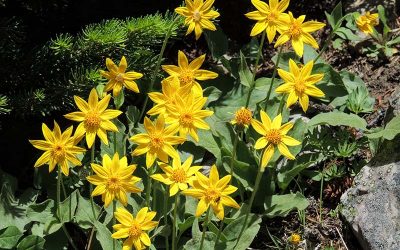 Arnica