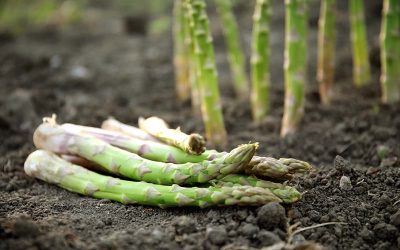 Asparagus