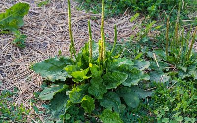 Plantain Broadleaf
