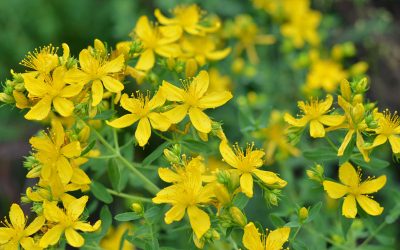 Saint John’s Wort