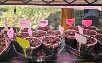 Transplanting Seedlings