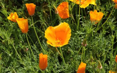 California Poppy