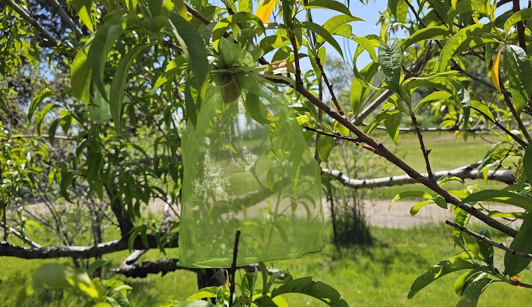 Fruit Tree Netting Bags