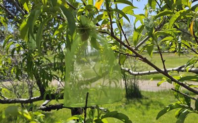 Fruit Tree Netting Bags