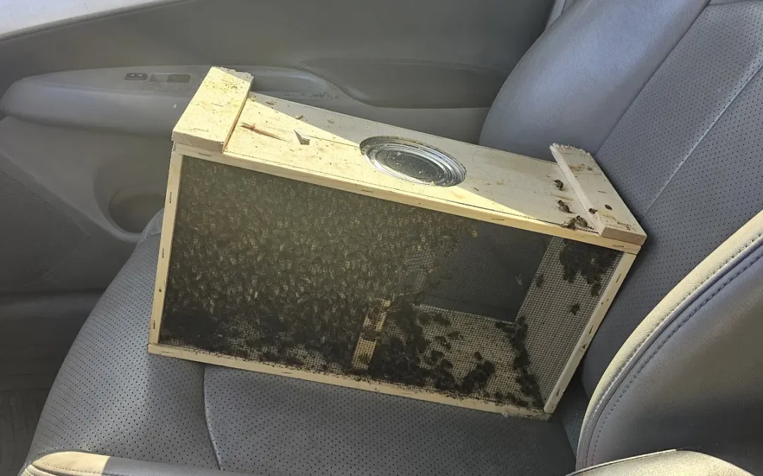 Bee Package Pickup