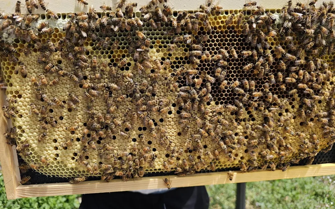 First Real Hive Inspection