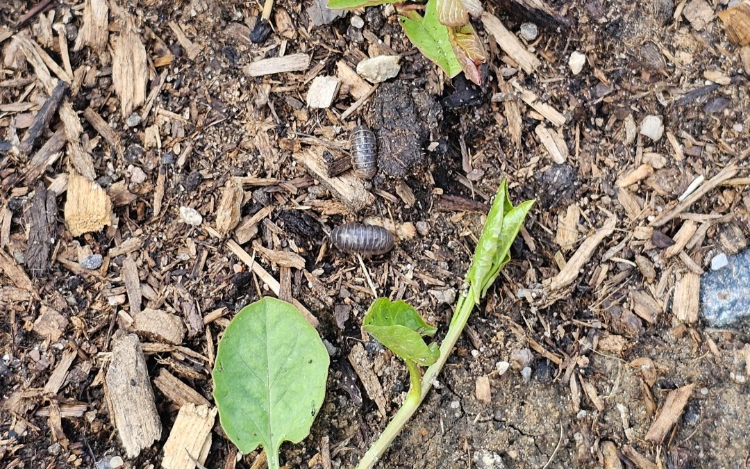 Rollie Pollies In Your Garden