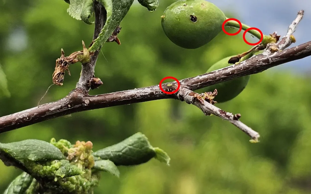 Fruit Tree Aphid Infestation