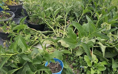 Pruning Comfrey