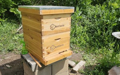 Add Second Brood Box