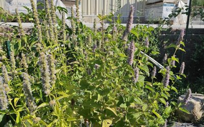 Anise Hyssop