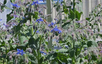 Borage