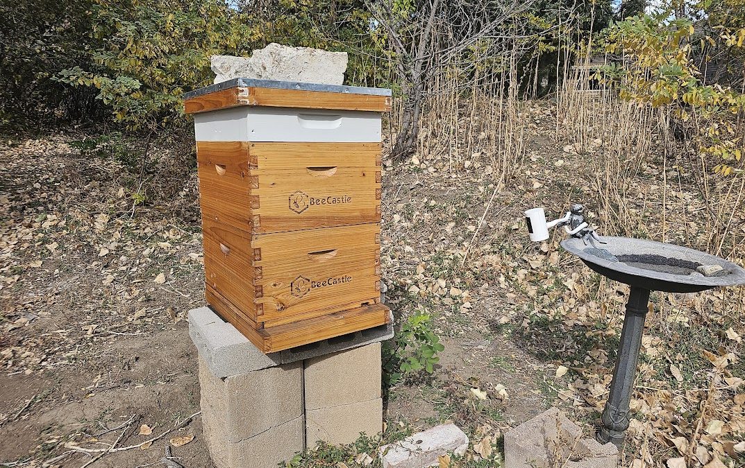 Top Feeder with Sugar Water