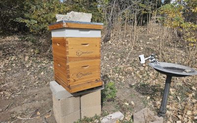 Top Feeder with Sugar Water