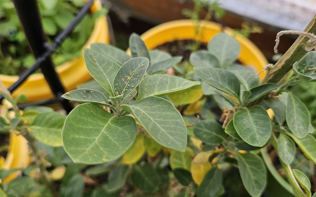 Aphids In Greenhouse