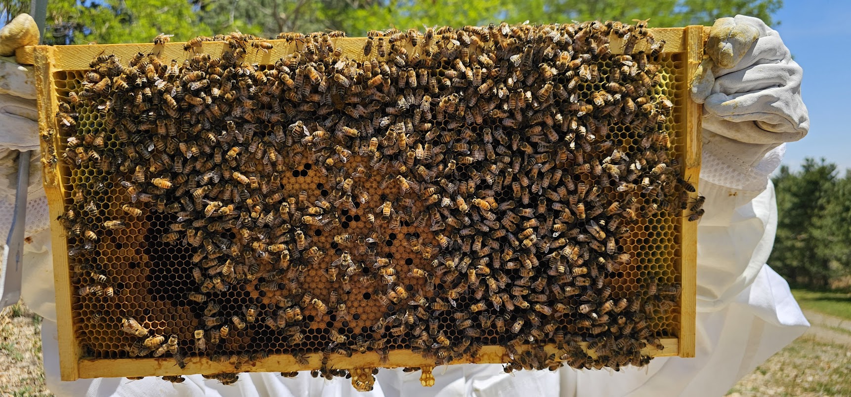 beehive-inspection