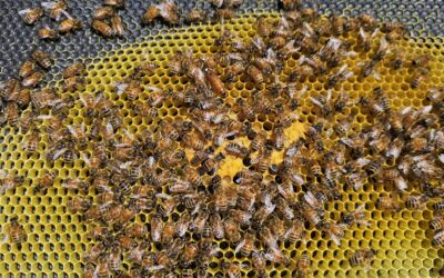 Hive Inspection
