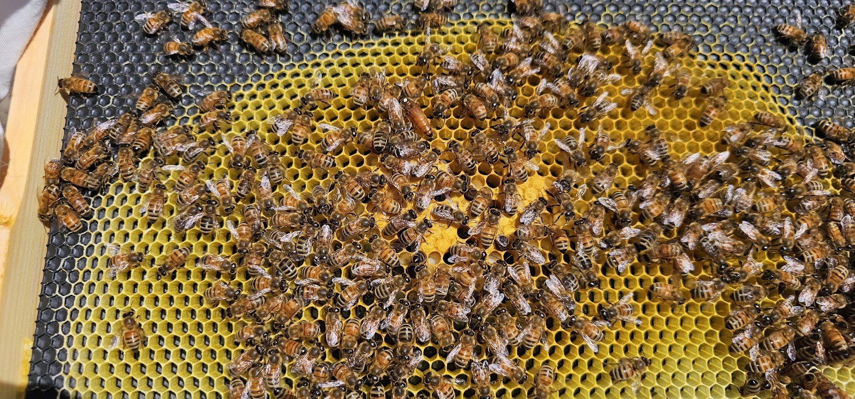 queen-bee