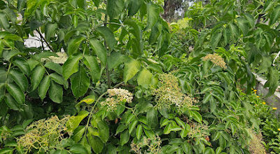 Elderberry