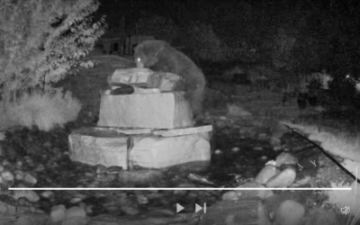 More Bear Shenanigans