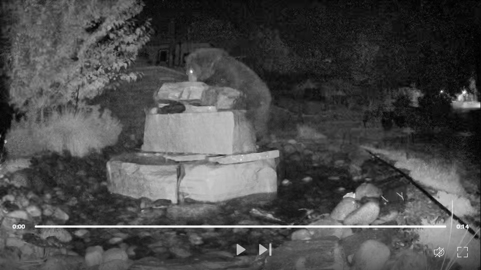 More Bear Shenanigans